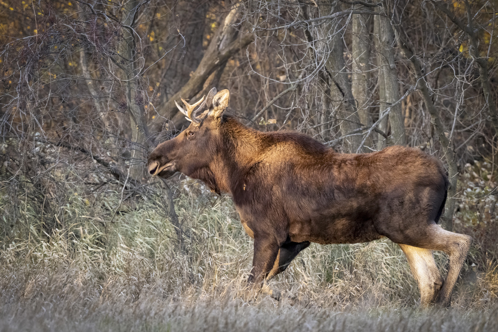 moose-on-the-loose-rutt-has-been-spotted-positive-encouraging-k-love