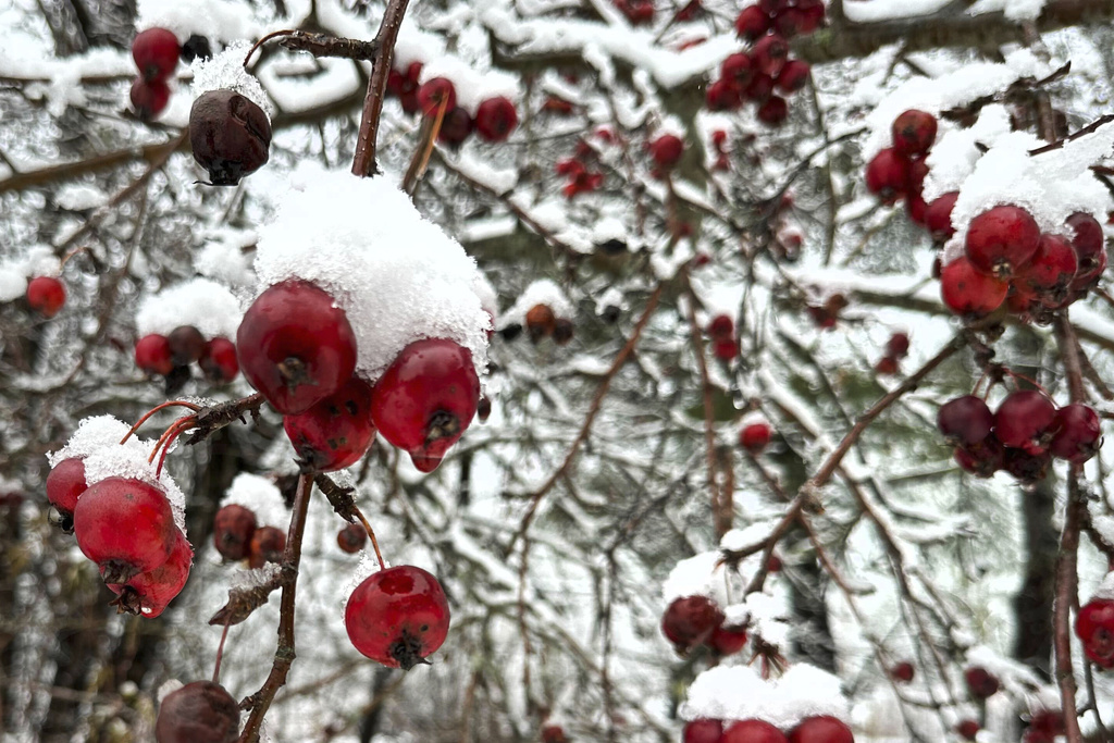 Snow clings to berries on a tree