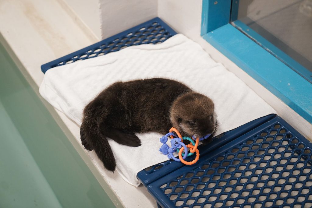 The otter was found alone and malnourished and was taken to the Alaska SeaLife Center in Seward, Alaska