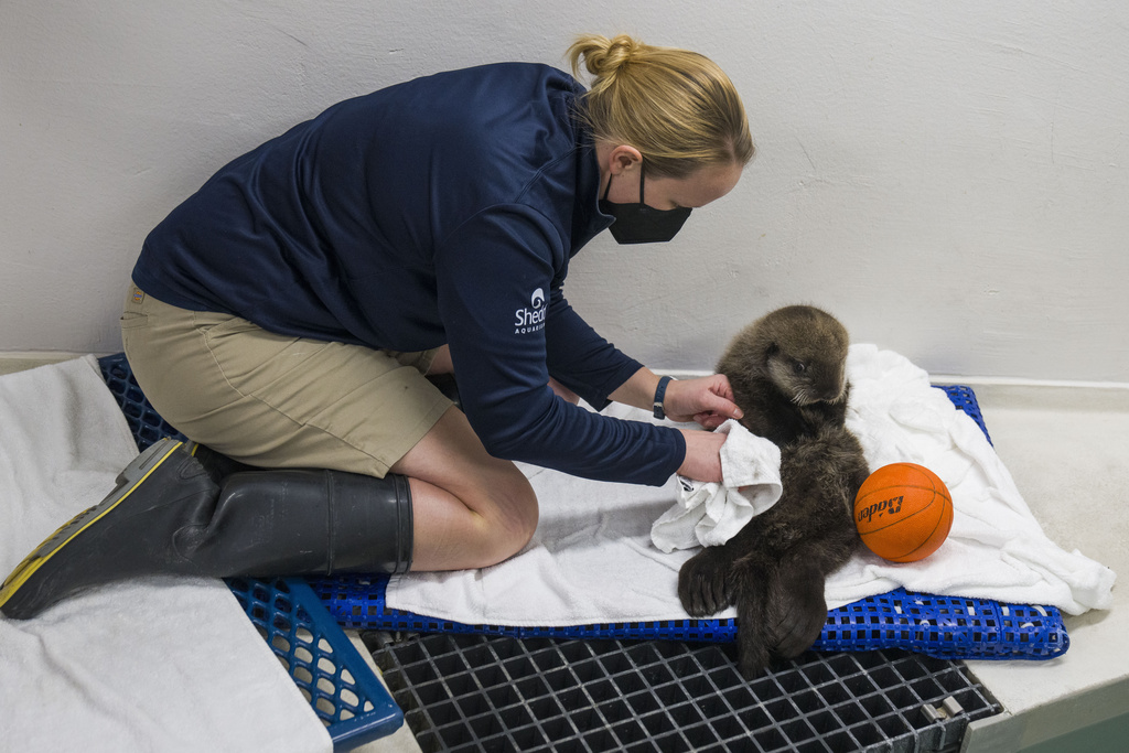 Tracy Deakins grooms an eight-week-old sea otter rescued from Seldovia, Alaska, in his enclosure at Shedd Aquarium in Chicago