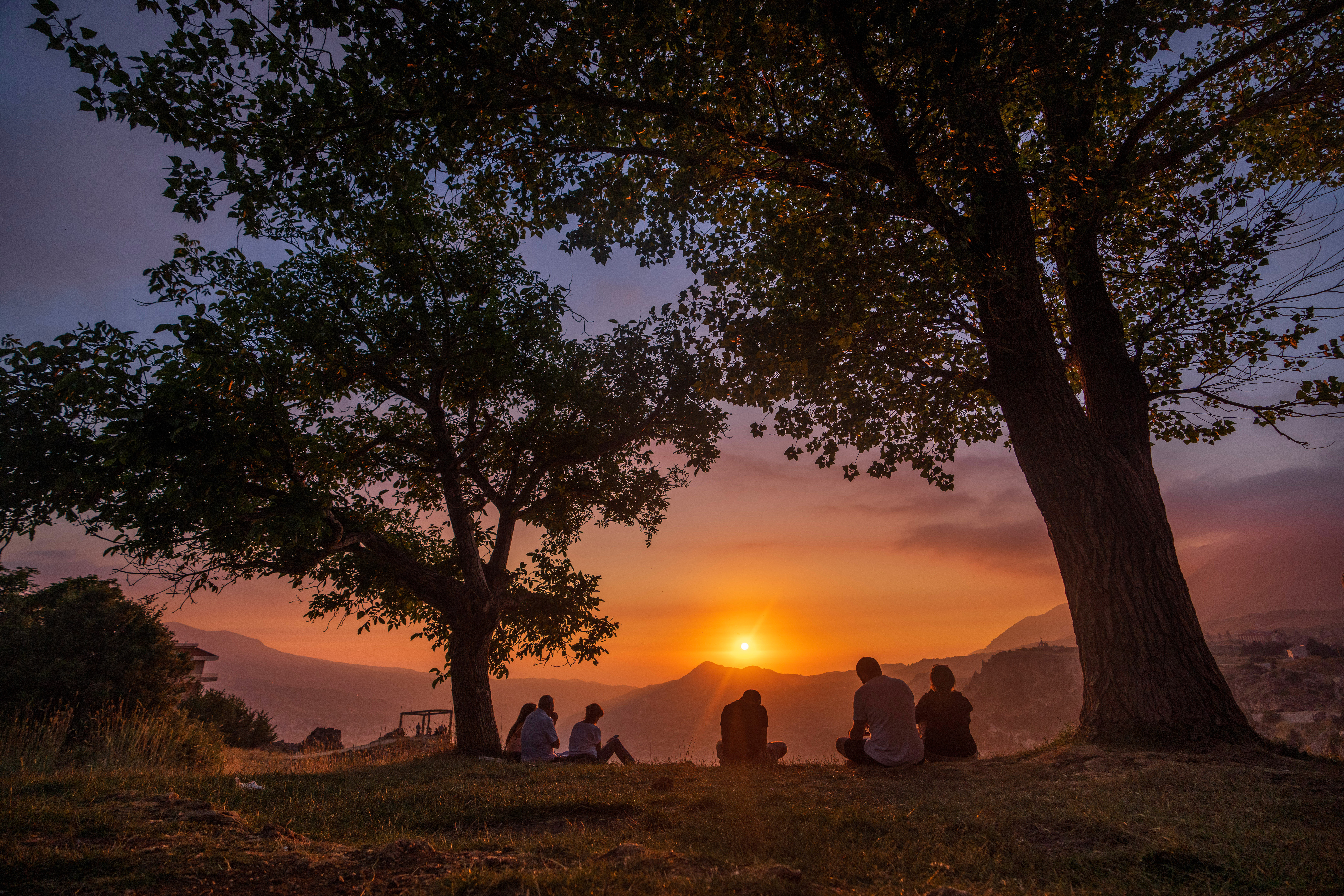 People sitting under huge cedar trees with the sunset in the background