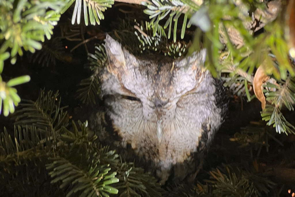 A baby owl is found sitting in a Christmas tree in Lexington, Kentucky