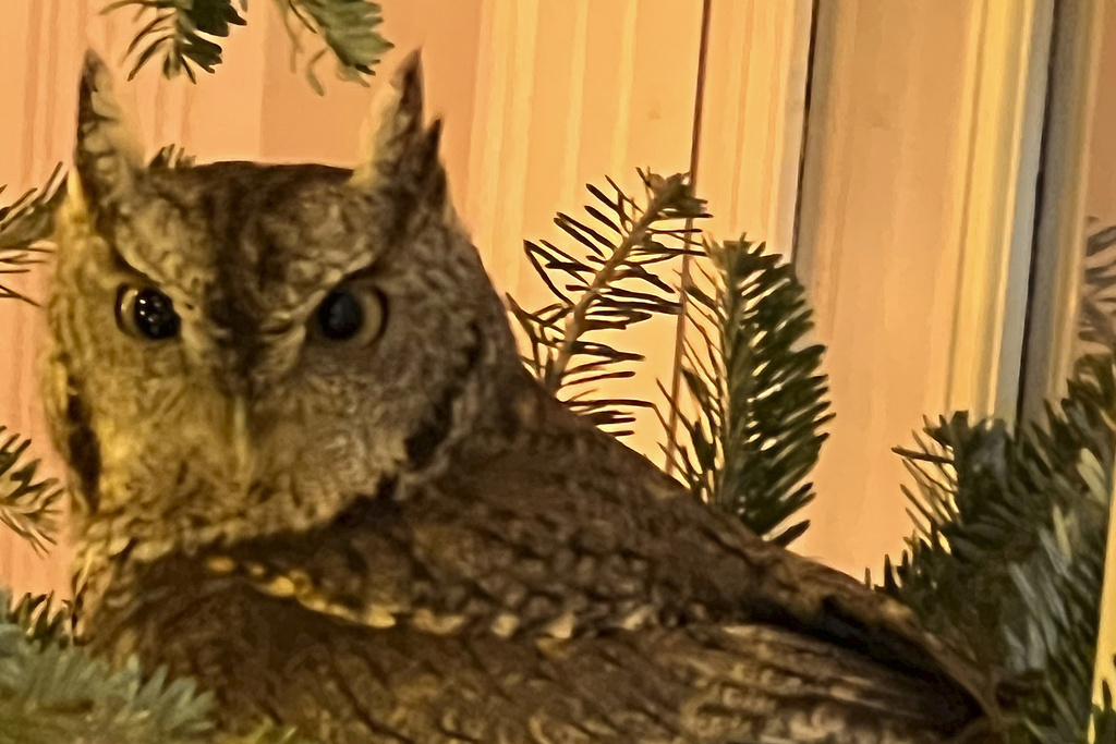 A baby owl is found sitting in a Christmas tree 