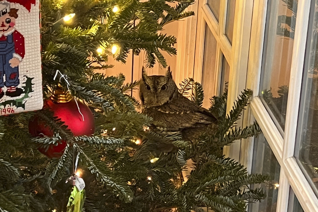 Baby owl is found sitting in a Christmas tree in Lexington, Kentucky