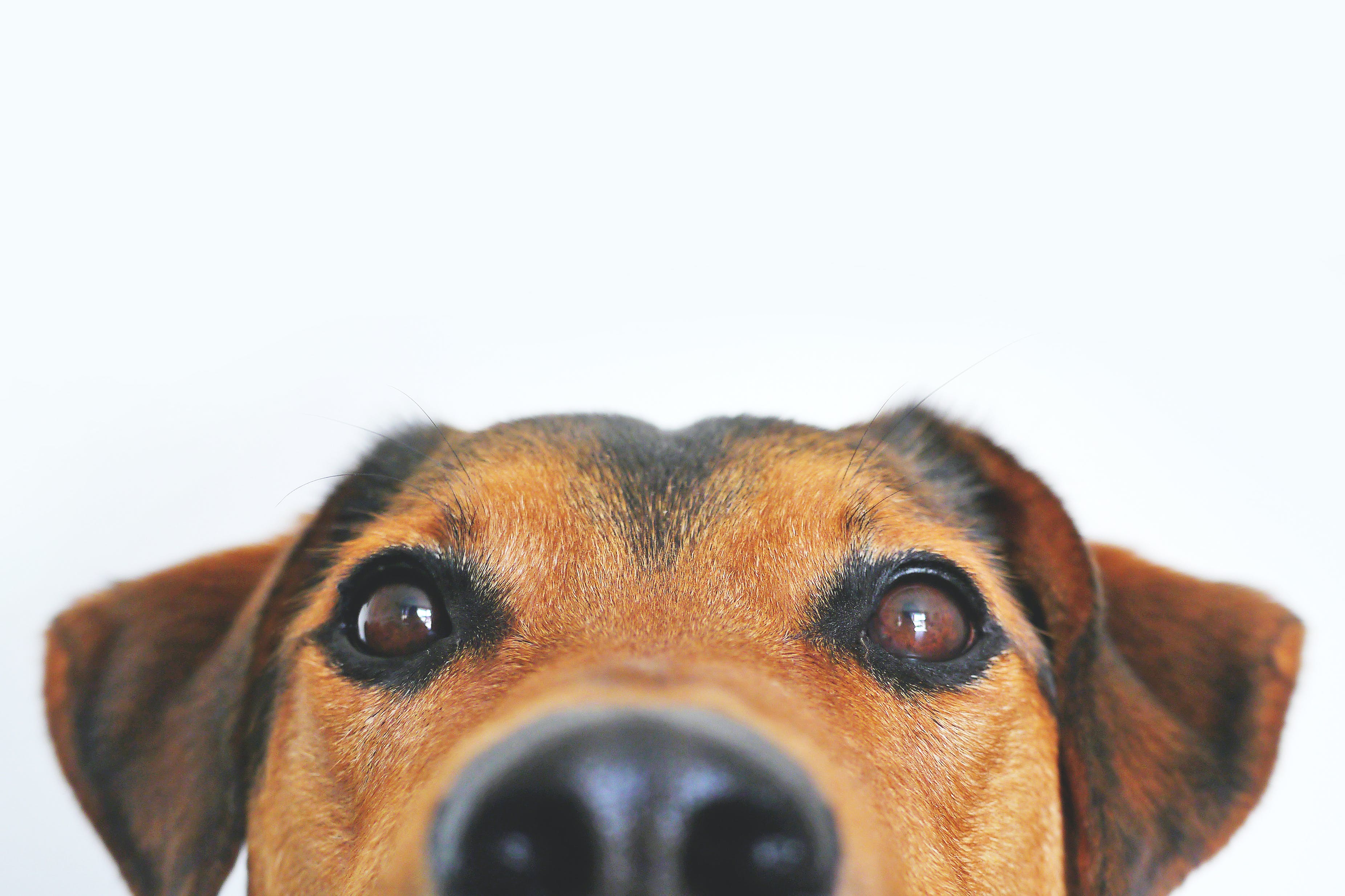 Woof!