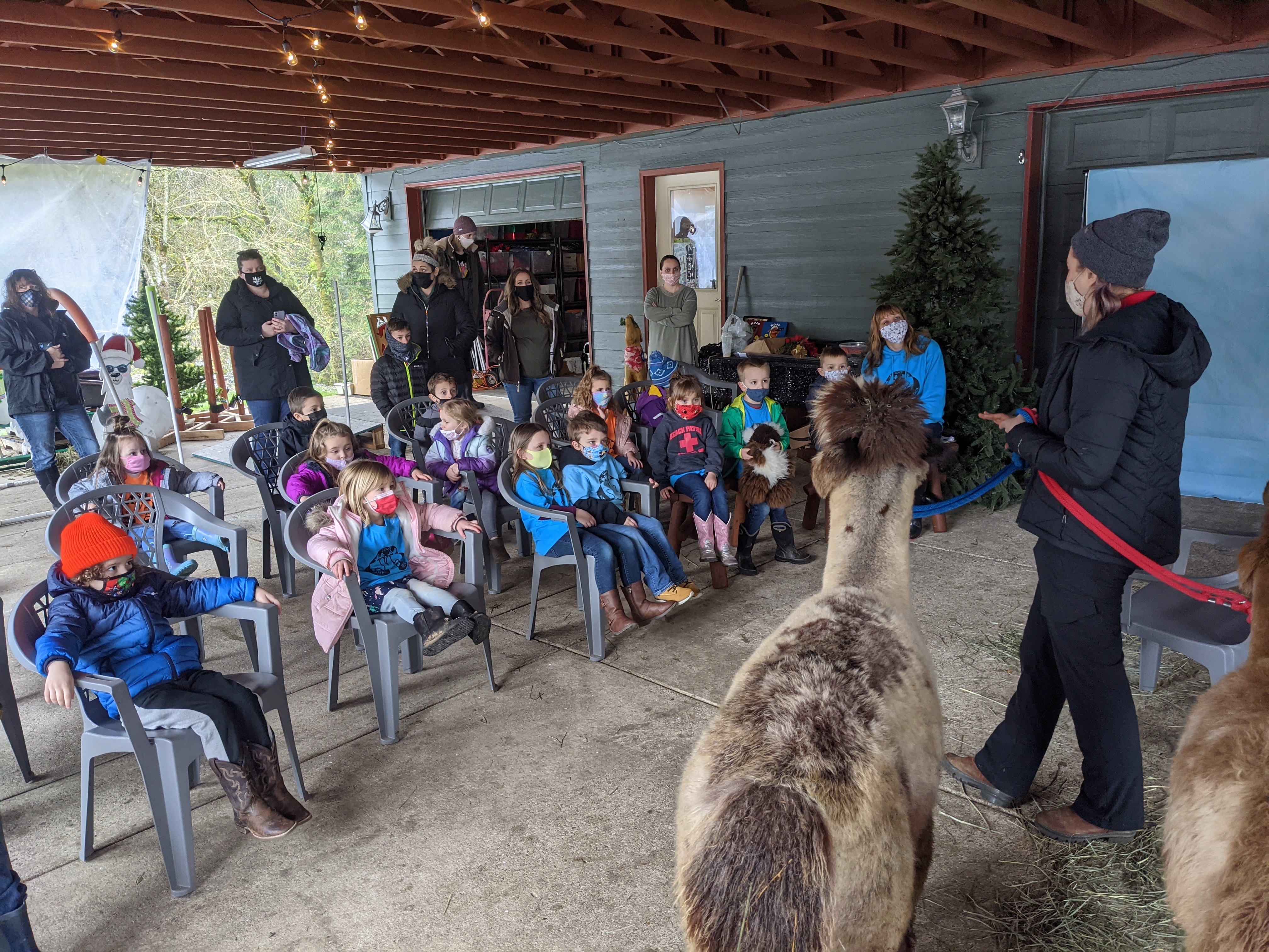 Children in chairs look on at someone holding a llama