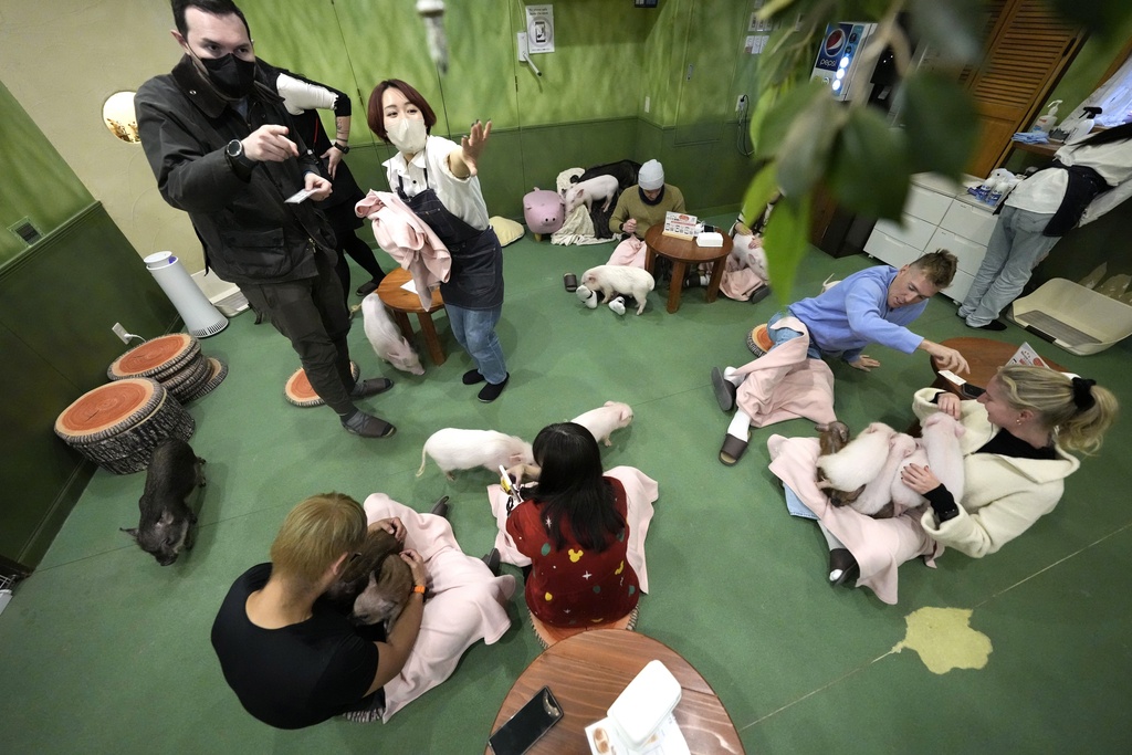 Customers play with micro pigs at a mipig cafe