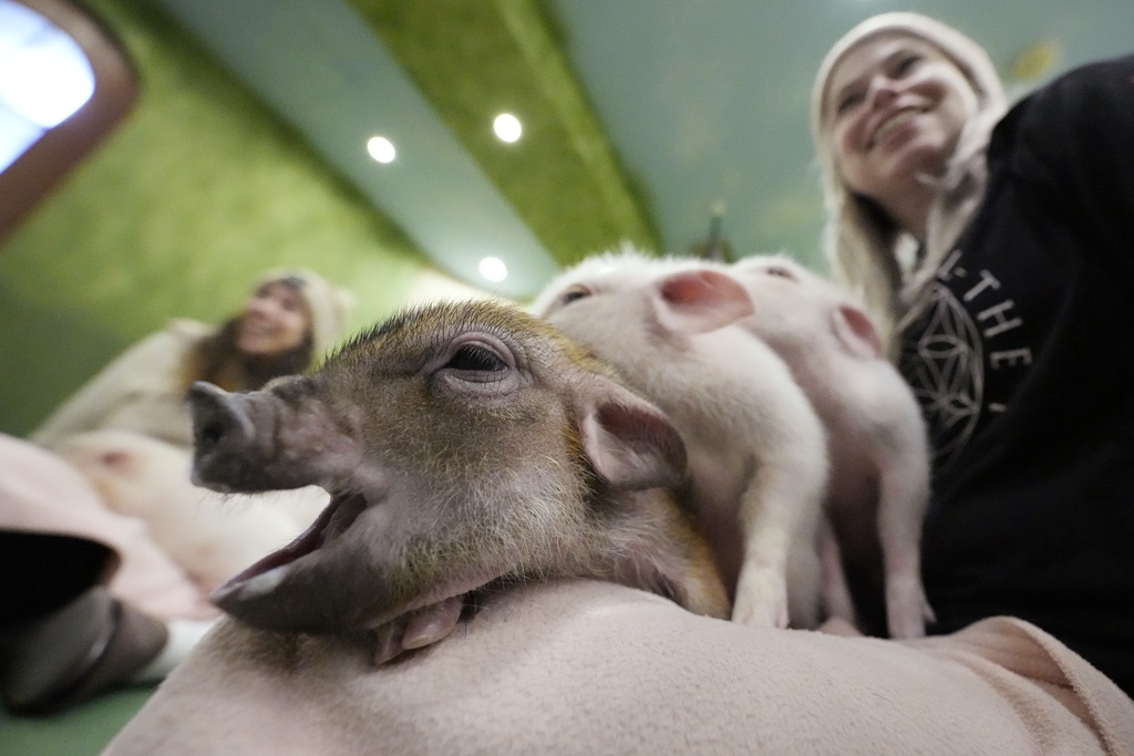 Customers play with micro pigs at a mipig cafe