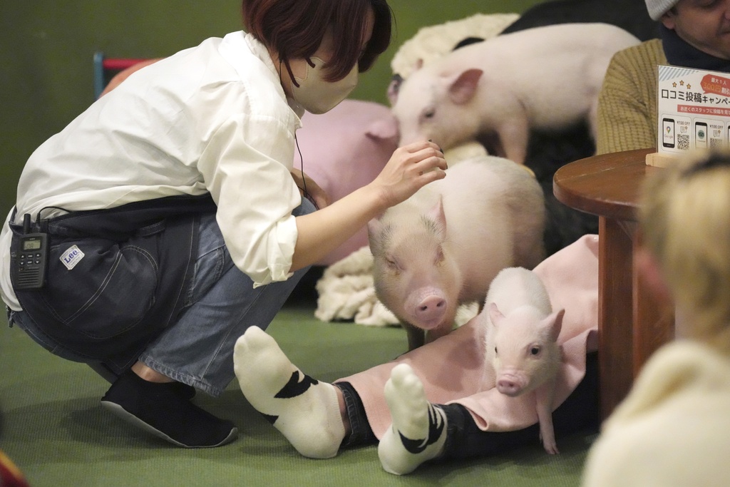 A staff looks at micro pigs at a mipig cafe