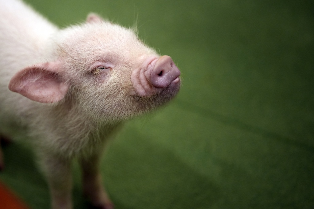 A micro pig pauses at a mipig cafe