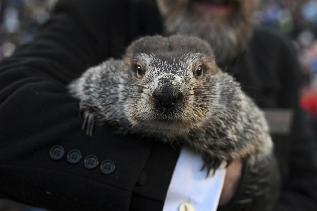 Groundhog Club handler A.J. Dereume holds Punxsutawney Phil, the weather prognosticating groundhog, during the 137th celebration of Groundhog Day on Gobbler