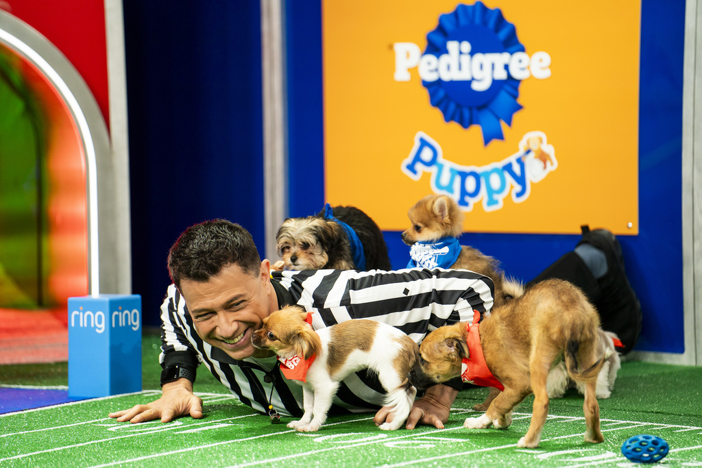 'Puppy Bowl' Turns 20 This Year: 'Message: Adopt, Don't Shop' - Cat Halftime Show Also Returns - Vimarsana News