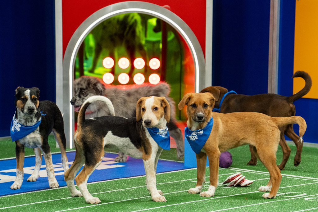 Participants in "Puppy Bowl XX"