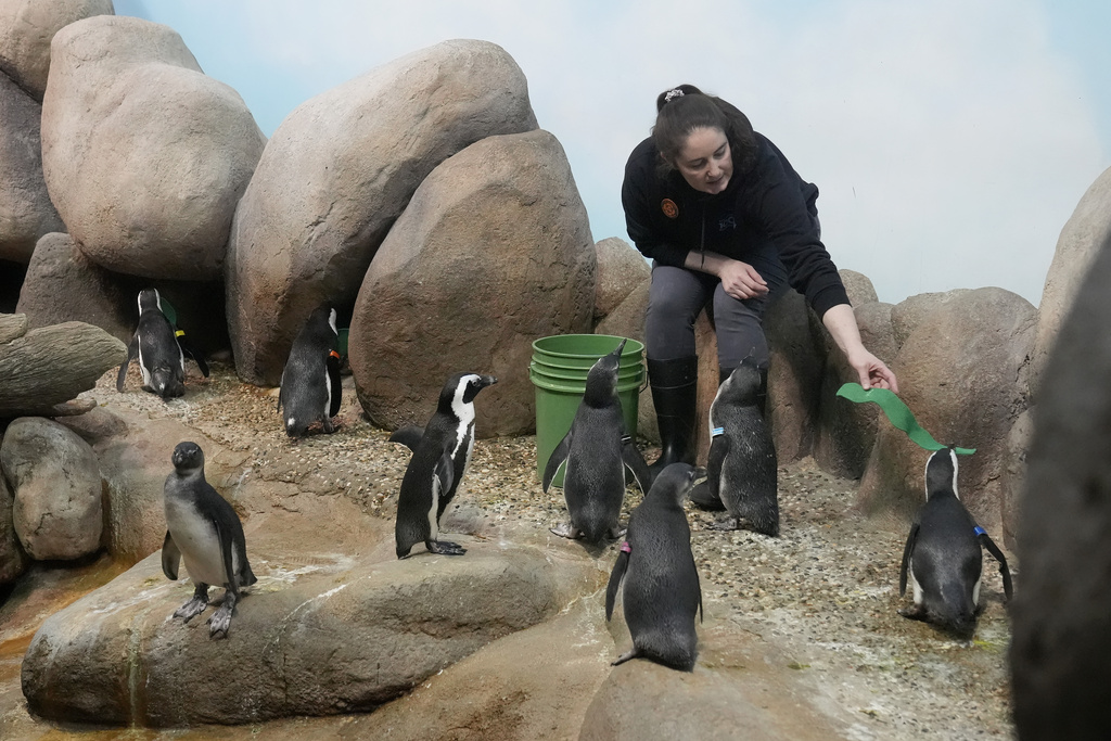 Senior biologist Holly Rosenbaum tends to penguins at the California Academy of Sciences African penguin exhibit in San Francisco
