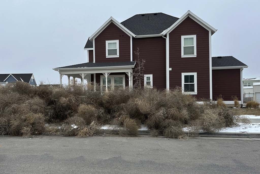 As the soil dries, the thistle dies and detaches from the root. The ball then is moved around by the wind and breezes.