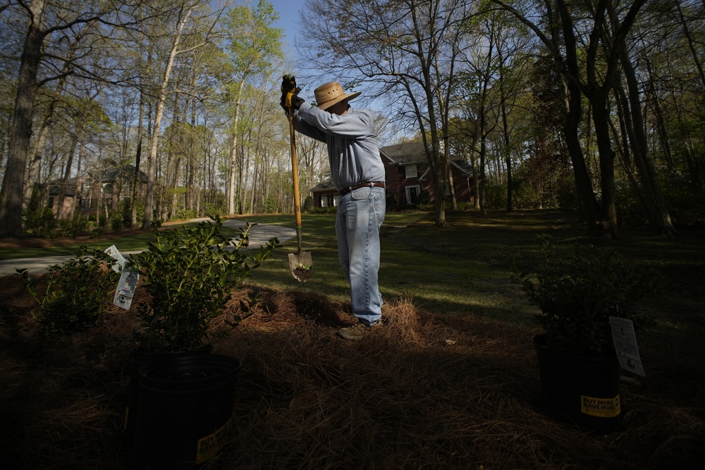 T.J. Rauls plants rosebushes in his yard in Macon, Ga. While digging the holes, Rauls unearthed a cicada and named it Bobby.