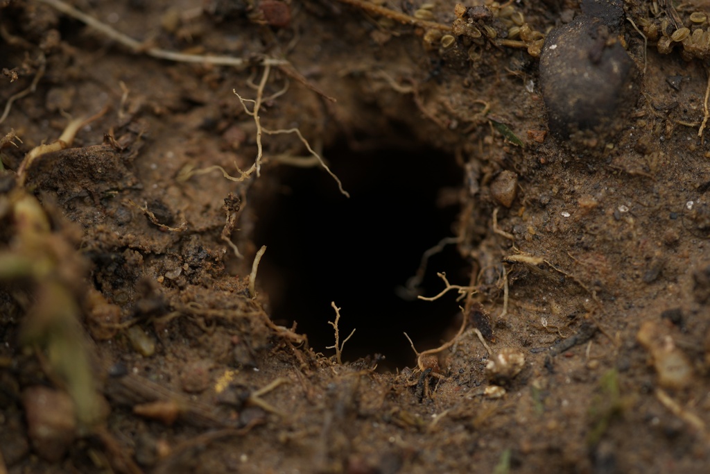 A cicada hole is seen in the soil after a heavy rain on the campus of Wesleyan College in Macon, Ga.