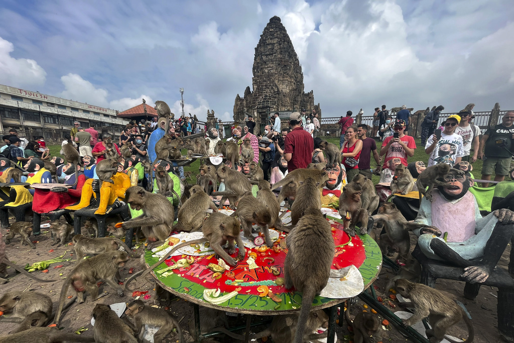 Monkey Riot Thailand Ending Monkey Mayhem. Trying To Snatch Food, Protected Species ...