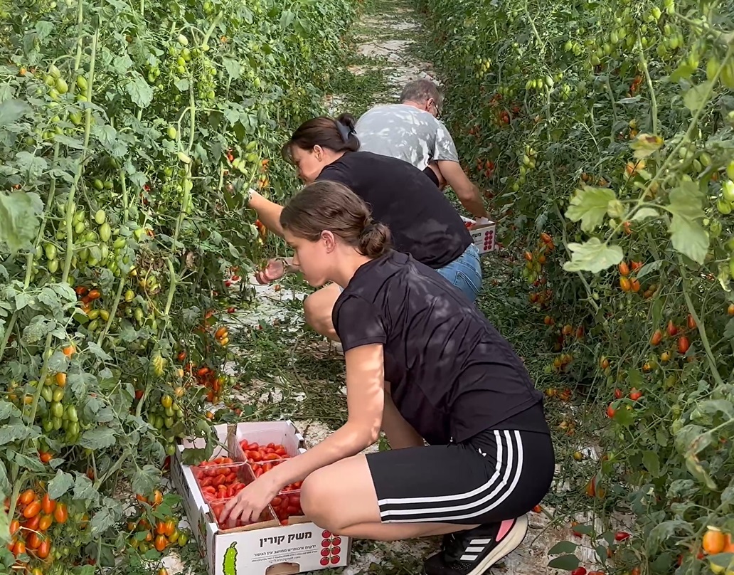 Volunteers helping Israeli farmers harvest