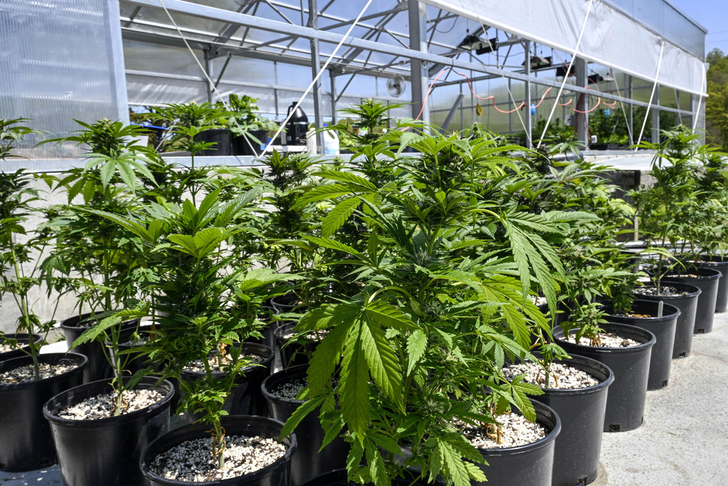  Marijuana plants are seen at a secured growing facility in Washington County, N.Y.