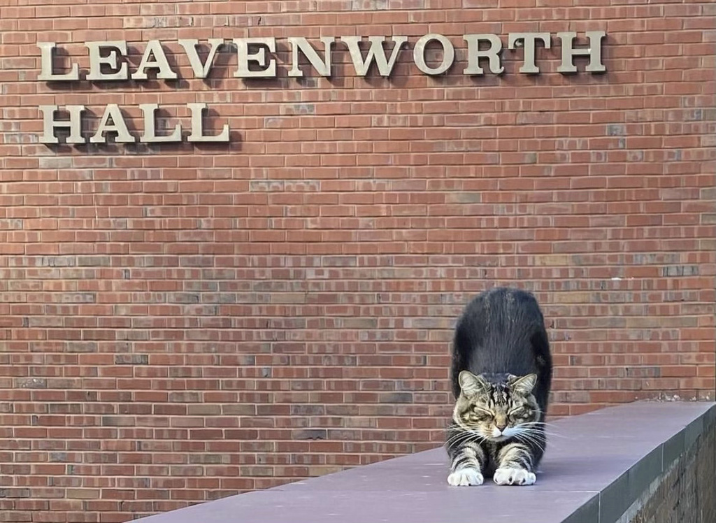 Max the cat stretches outside a building at Vermont State University Castleton campus