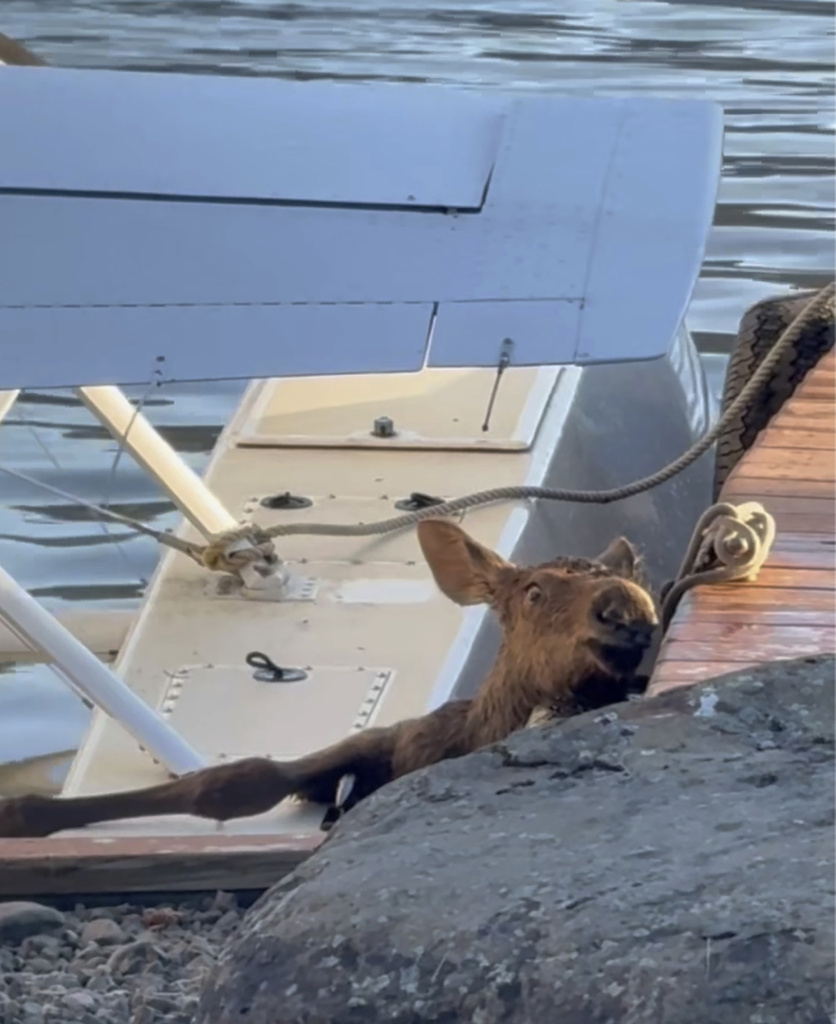 The moose the calf trapped in Beluga Lake in Homer, Alaska