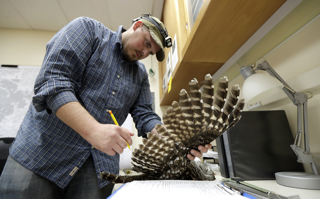 Wildlife technician Jordan Hazan records data in a lab from a male barred owl