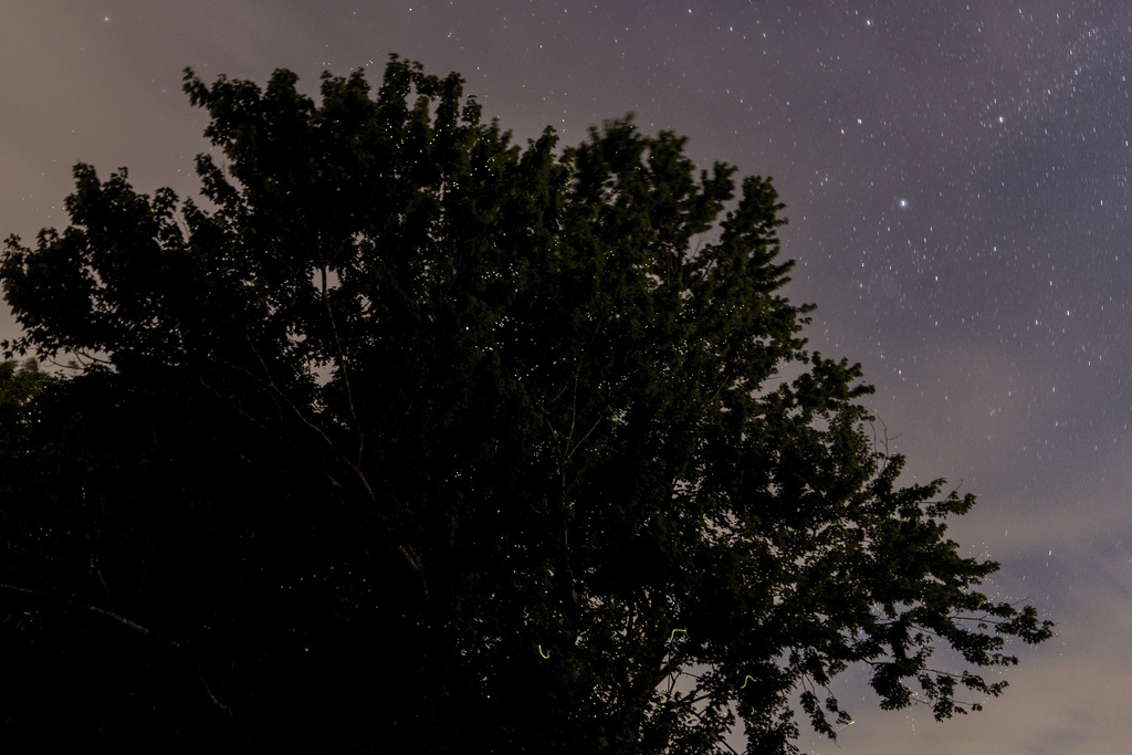 Various species of fireflies flash high in a tree on a starry night at Tremper Mound in Rosemount, Ohio