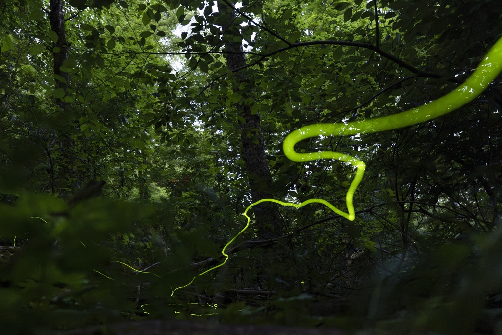 A long, slow-moving trail of light created by a Blue Ghost firefly is visible late Saturday, June 22, 2024, near Cincinnati