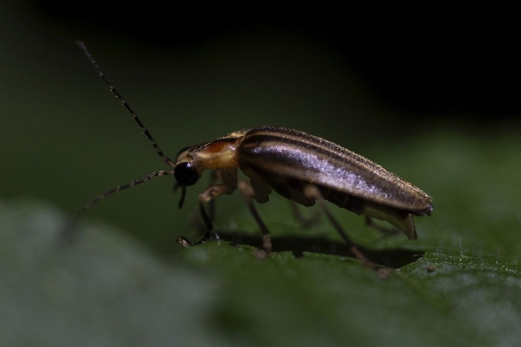 A male firefly of the Photuris genus pauses on a leaf near Cincinnati