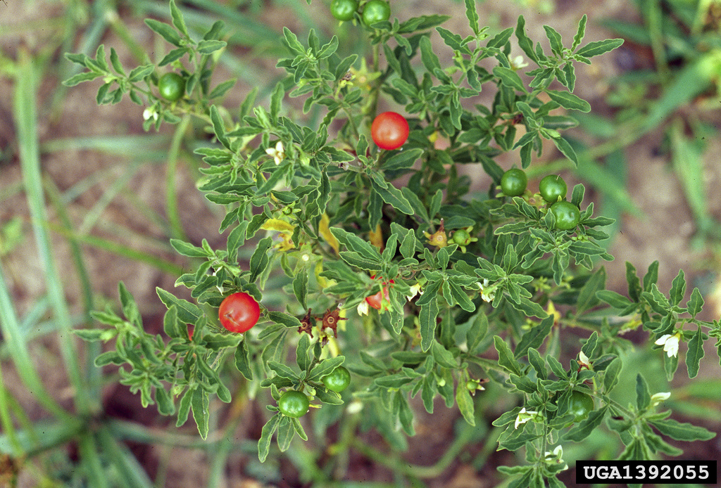 Toxic Jerusalem cherry fruits, which closely resemble cherry tomatoes