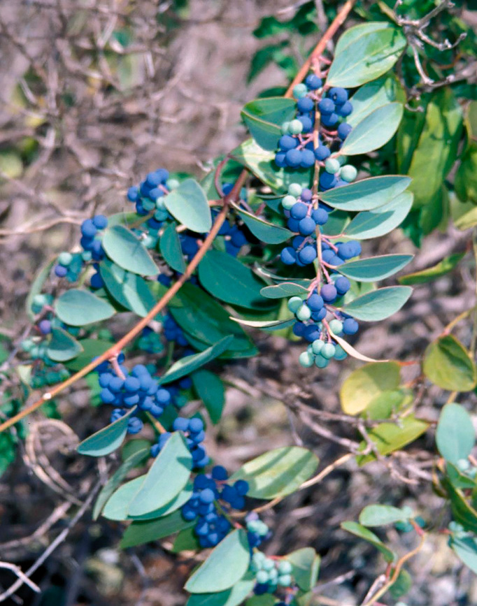 Toxic moonseed fruit. Care should be taken not to mistake them for blueberries.