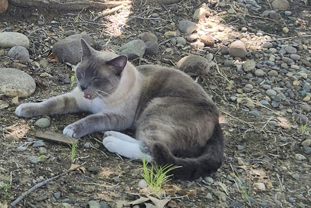 Rayne Beau, is seen eating food provide by Betts in Roseville, Calif., in Aug. 2024. During a road trip to Yellowstone National Park in June, Rayne Beau ran away from his California owners