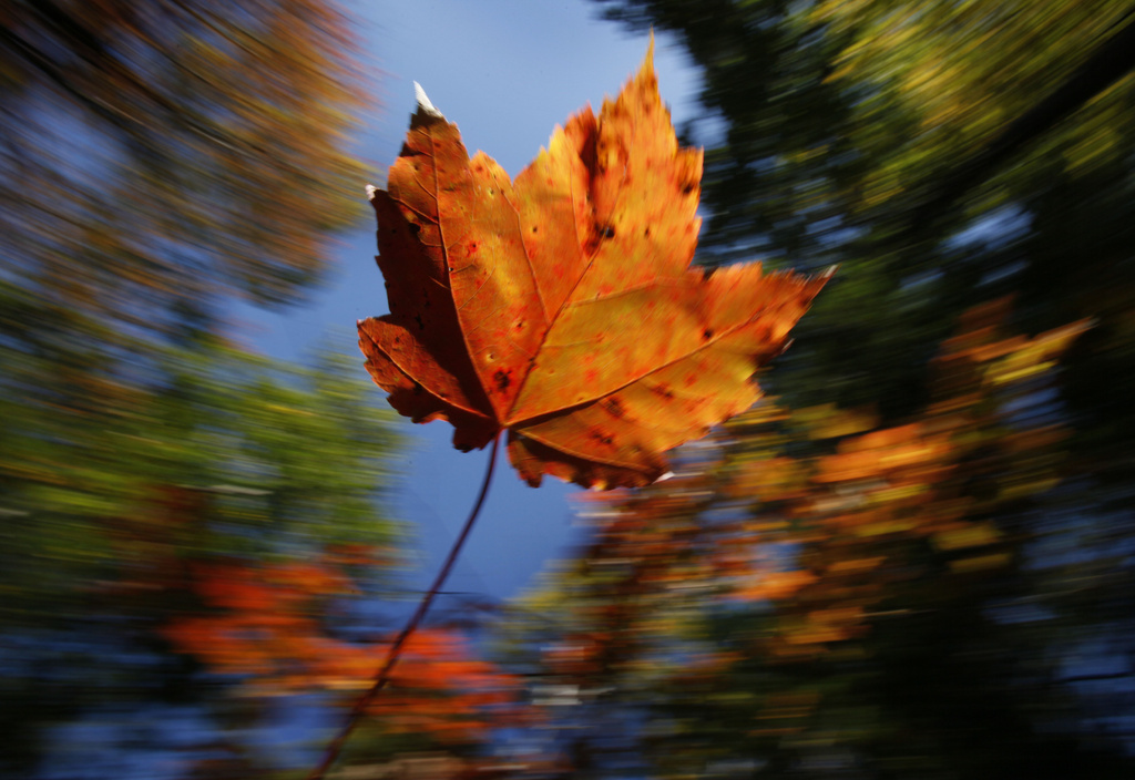 Maple leaf falls on a crisp autumn day