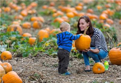 Pumpkin patches also tap into a powerful sense of tradition. For many families, visiting a pumpkin patch is an annual ritual that has been passed down for many generations. 