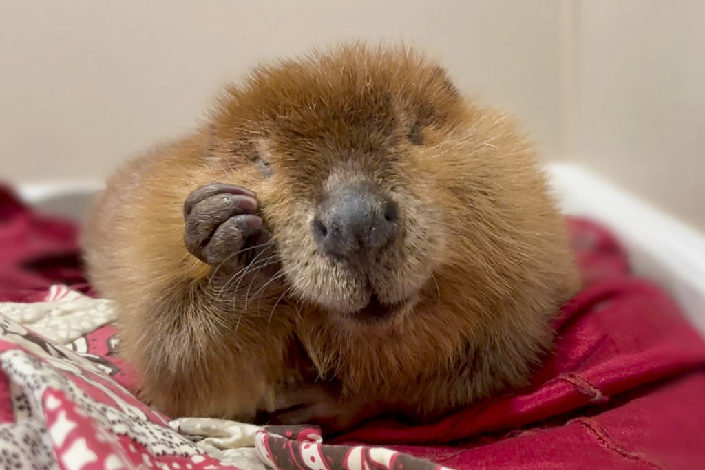 Nibi, a 1-year-old beaver, at the Newhouse Wildlife Rescue in Chelmsford, Mass.