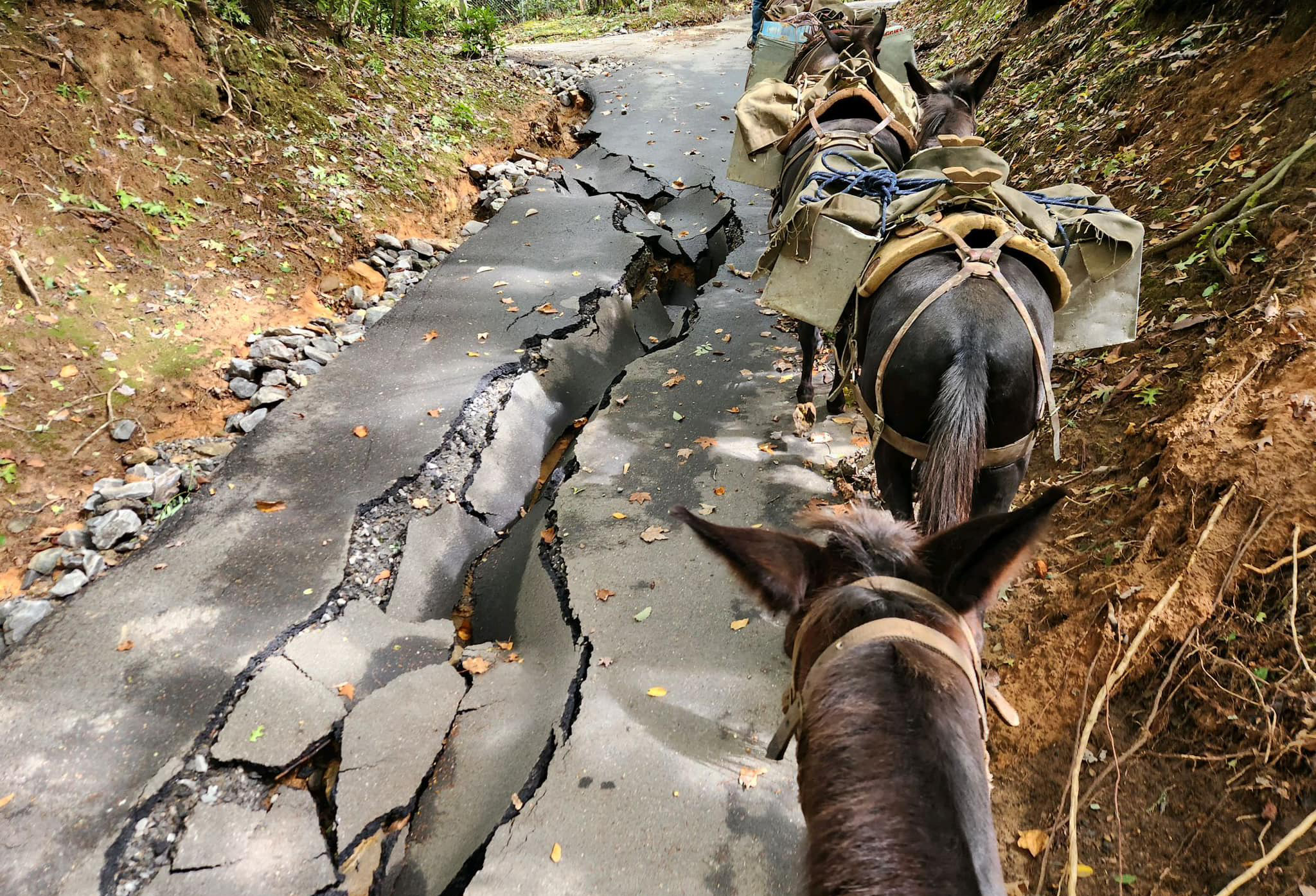 Mules on damaged mountain road