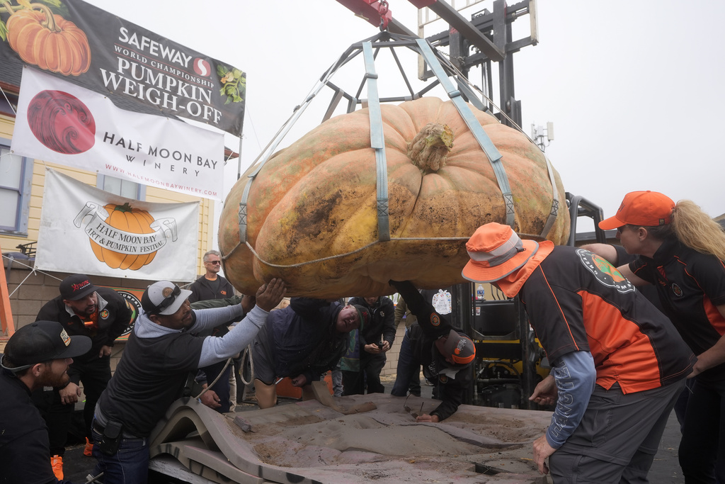 The pumpkin owned by Travis Gienger, of Anoka, Minn., is inspected before weighing in at 2,471 pounds to win at the Safeway World Championship Pumpkin Weigh-Off in Half Moon Bay, Calif., Monday, Oct. 14, 2024.