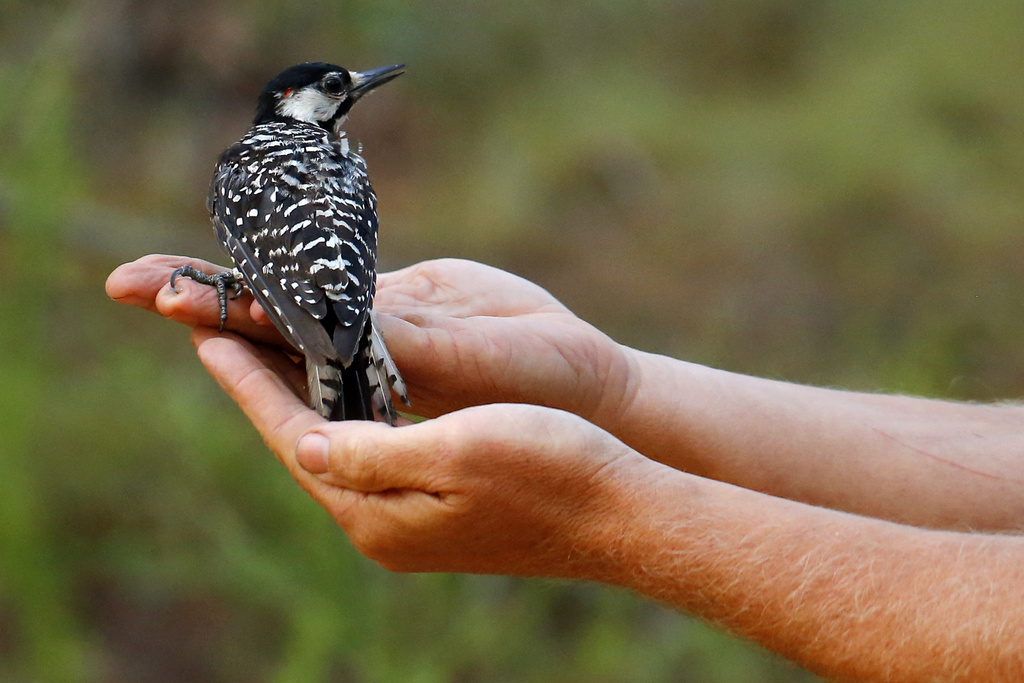 A red-cockaded woodpecker looks to a biologist as it is released back into in a long leaf pine forest at Fort Bragg in North Carolina