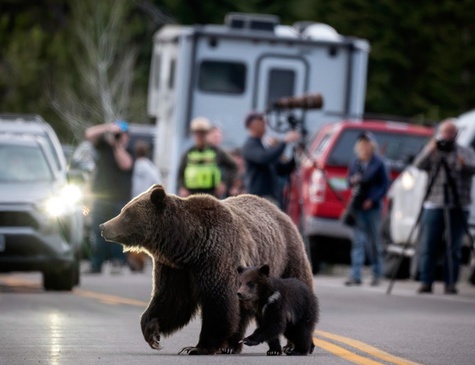 Famous Wyoming 'Grizzly No. 399' Lost Her Life, But Experts Believe Cub