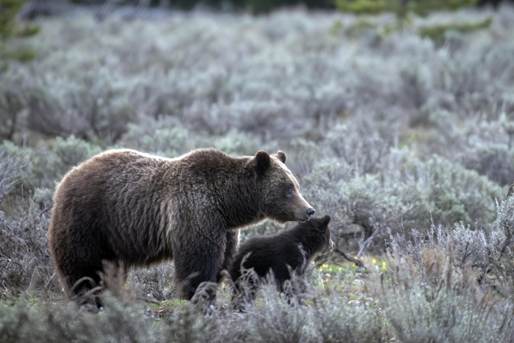 Bear No. 399 walks alongside her cub