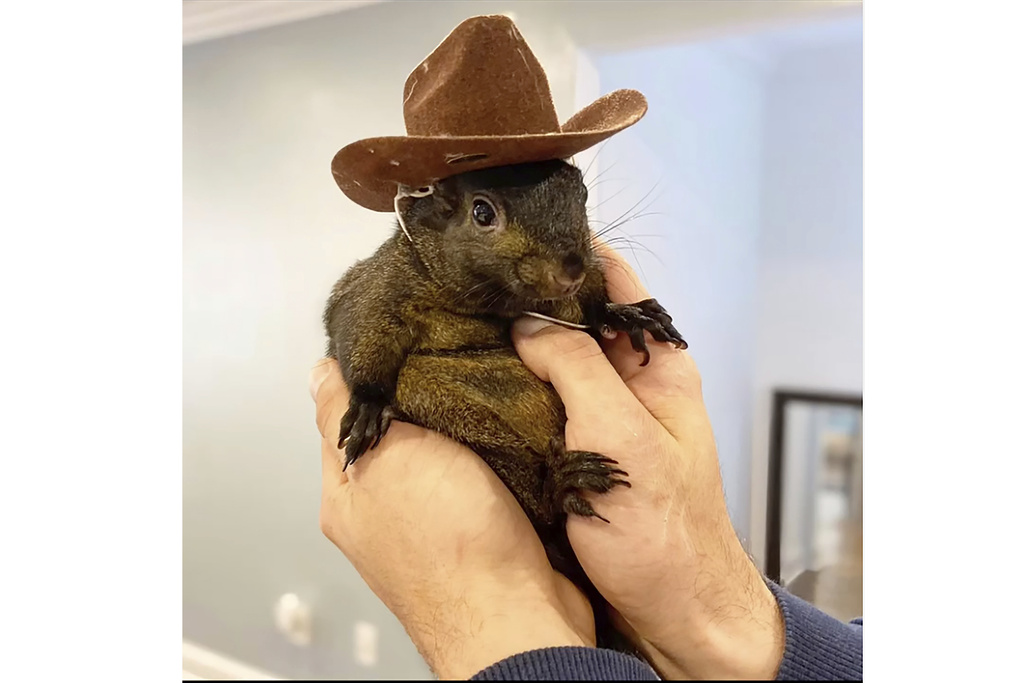 Mark Longo shows his pet squirrel Peanut that was seized by officers 