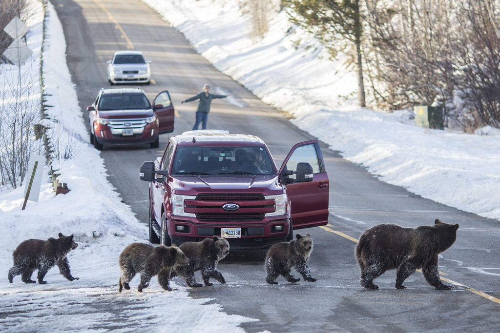  Grizzly bear No. 399 and her four cubs cross a road as Cindy Campbell stops traffic in Jackson Hole, Wyo. (2020)