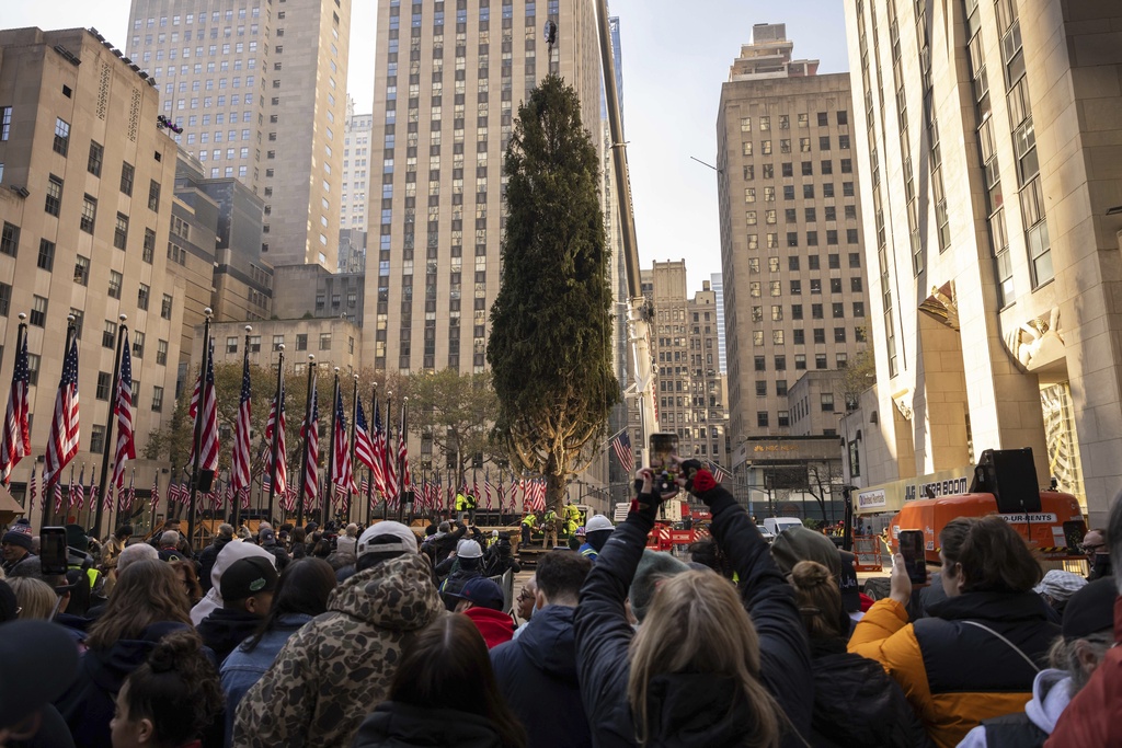 Rockefeller Center Christmas tree is lifted by a crane into place at Rockefeller Plaza