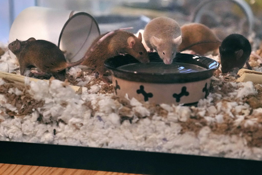 Five of nearly 1,000 fancy mice are held in a glass tank, which were surrendered recently by an owner who was overwhelmed by the volume of the multiplying mice