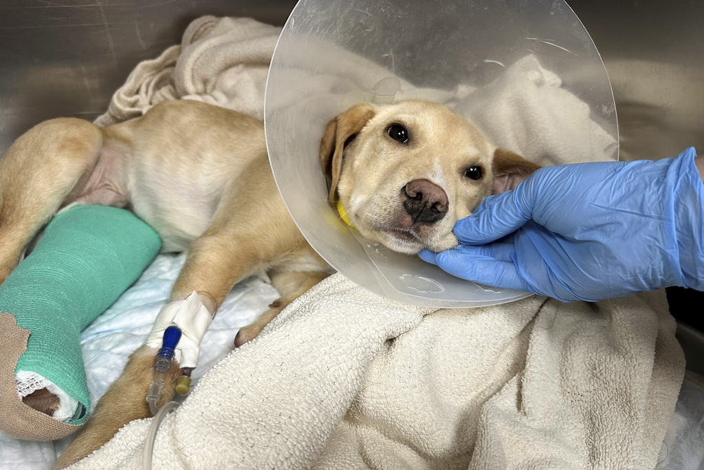 After surviving a plane crash in the Catskill Mountains on Sunday, Whiskey, a Labrador-mix puppy, rests at the Pieper Memorial Veterinary Center in Middletown, Conn.