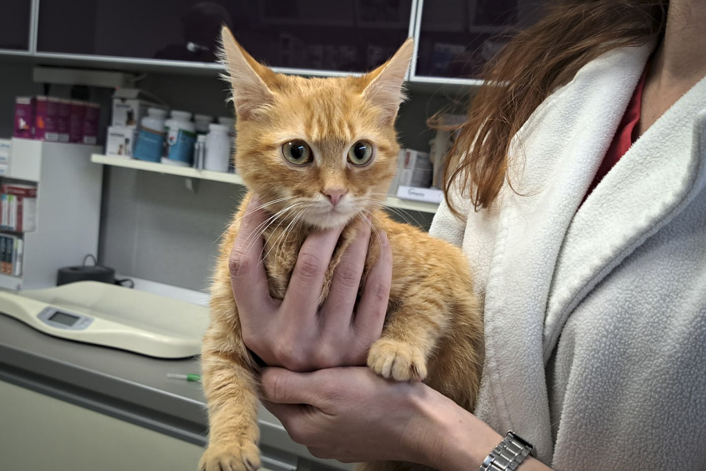 Peach the cat is held at the Animal Med vet clinic 