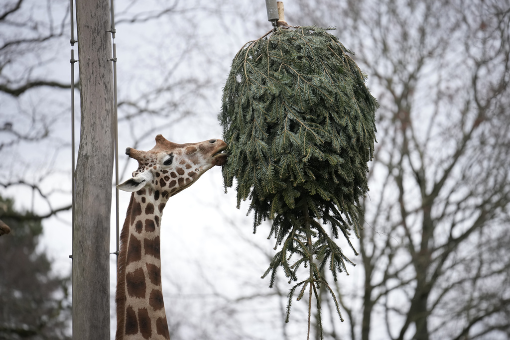 Giraffe grazes on a Christmas tree during the feeding of animals with unused Christmas trees 