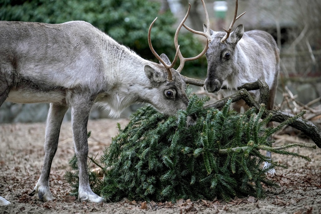  Forest Reindeers graze on a Christmas tree