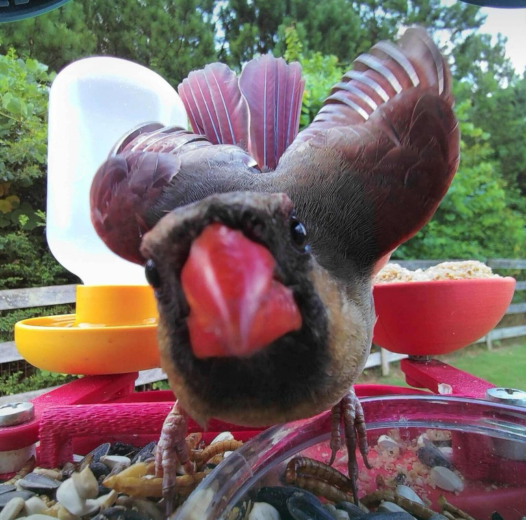 Photo courtesy of Mark Pilch shows a cardinal on his Bird buddy bird feeder in his backyard in Cumming, Georgia